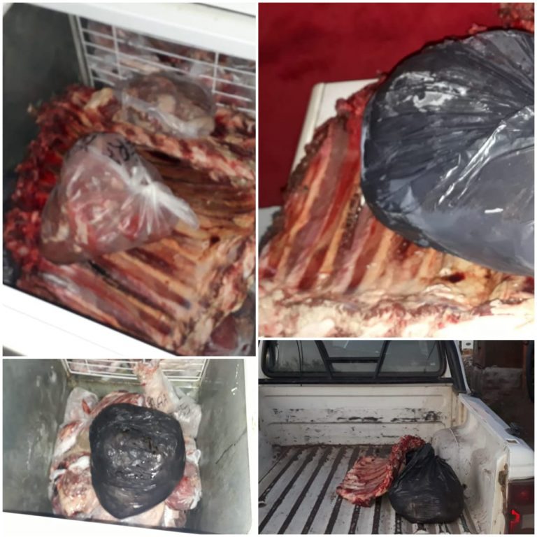 Tras 8 allanamientos desbaratan banda de cazadores furtivos y comercio ilegal de carne en General Pico