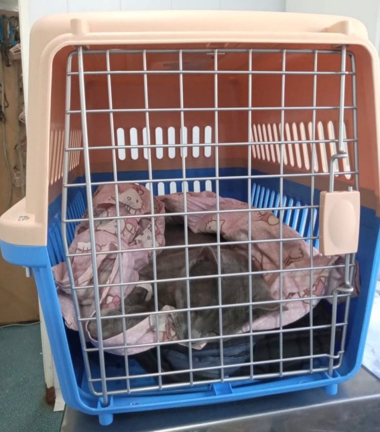 Continúa la solicitud online para castraciones en el sector canino