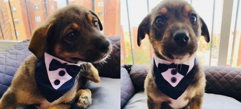 Bogotá: la triste historia de Vicente, el perrito al que dejaron plantado el día de su adopción