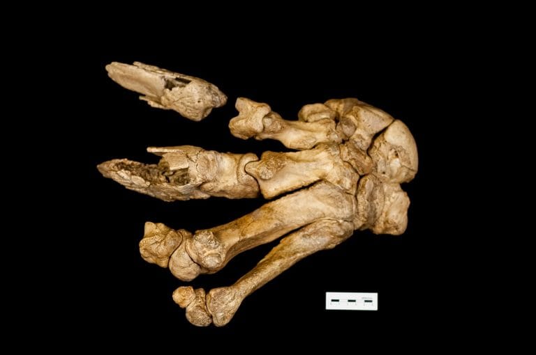 El Museo Provincial de Historia Natural diseñó un programa de contenidos para redes sociales