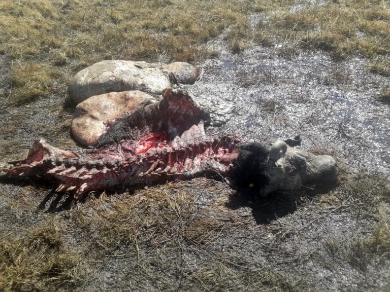 Cuatreros: Mataron y faenaron un animal en un campo en cercanía de General Pico