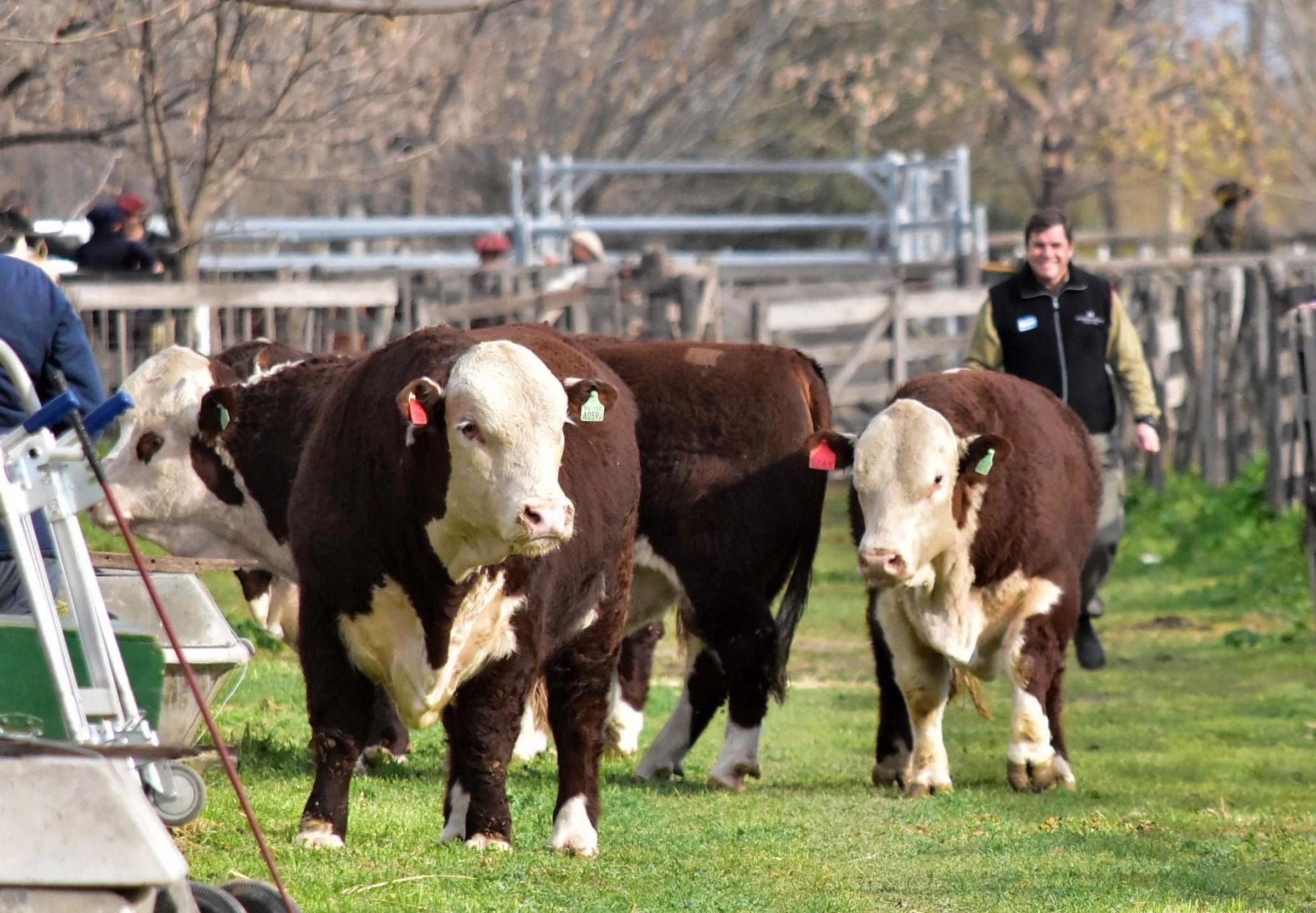 Cabañas ganaderas: ¿Cuántas hay en La Pampa y de qué razas?