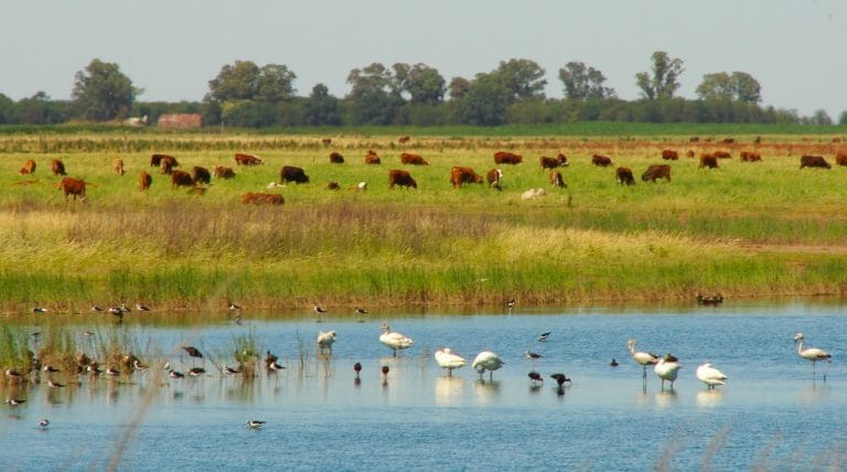 Invitan a participar del evento “GBS 2020 La Pampa”