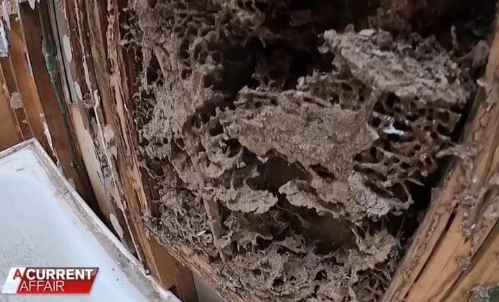 Australia: Compraron una casa por medio millón de dólares y en pocos meses se la destruyeron las termitas