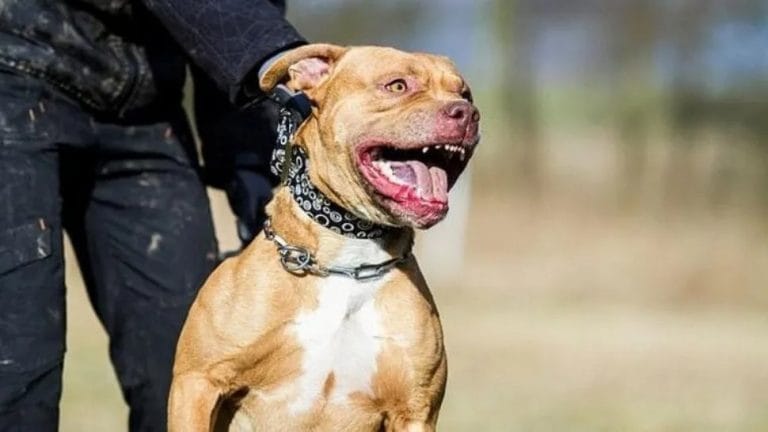 Ezeiza: Pitbull mató a su dueño y la Justicia autorizó que sea sacrificado