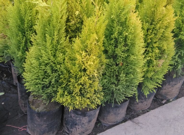 Para los amantes del jardín: Coníferas en el jardín