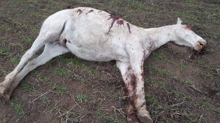 La Pampa: balearon y mataron un caballo y dejaron heridos a otros cuatro