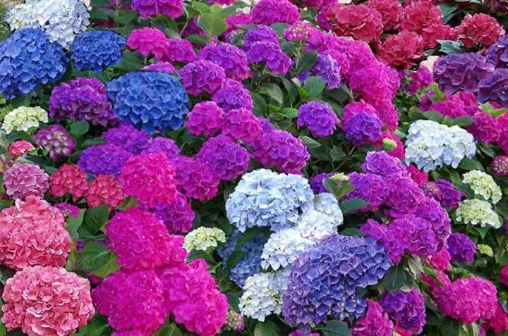 Para los amantes del Jardín: Tareas a realizar en el mes de septiembre