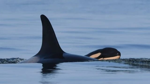 La orca que en 2018 arrastró a su cría muerta durante 17 días volvió a ser madre