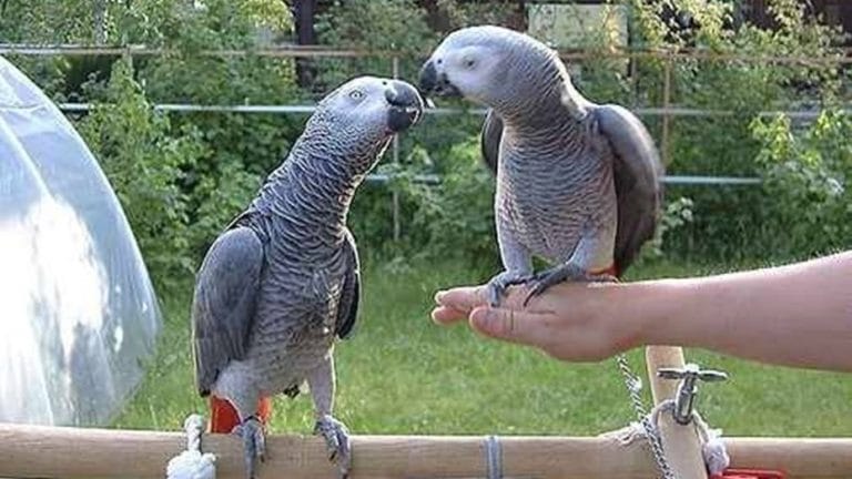 La persona contagiada con psitacosis evoluciona favorablemente y desde Fauna de la provincia recuerdan que está prohibido tener aves silvestres en los hogares