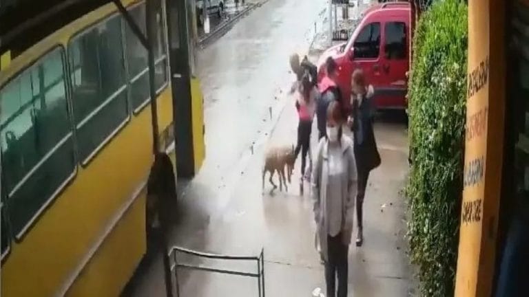 VIDEO: Pitbull le destrozó la pierna a una nena de 7 años en plena calle