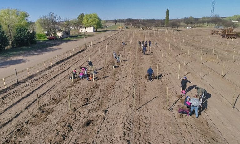 Telén vuelve a sus raíces con un proyecto vitivinícola: “estamos tratando de recuperar el sentido de pertenencia y de identidad”, dijo el intendente Emiliano Echeveste