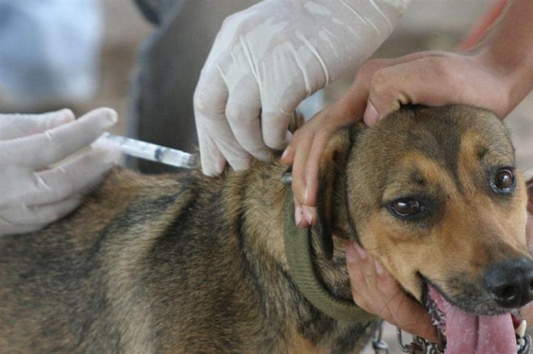 Continúa la campaña de vacunación de mascotas en barrio Pacífico, Carlos Berg y Don Bosco