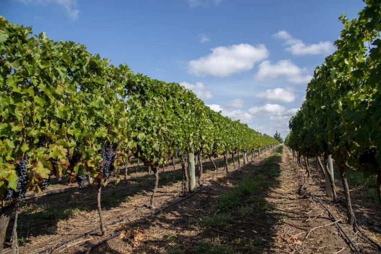 La Pampa recibió la certificación de 48 toneladas de uva para vinificar en Mendoza y Río Negro
