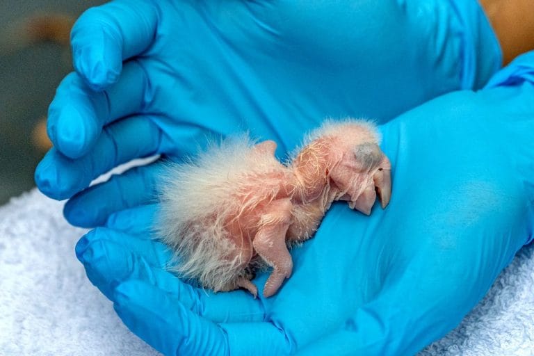 Mirá las hermosas fotos: Tras 150 años de extinción nacieron tres guacamayos rojos en Argentina
