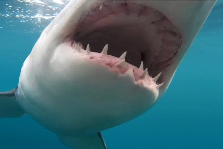 Video: un gran tiburón blanco atacó una jaula submarina con turistas en México