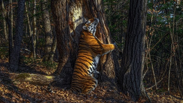 Esta es la mejor fotografía de vida salvaje de 2020