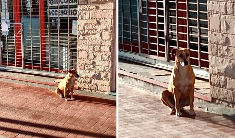 Mendoza: perrita continúa a la espera de su dueña afuera de su negocio, aunque ella falleció hace algunos días