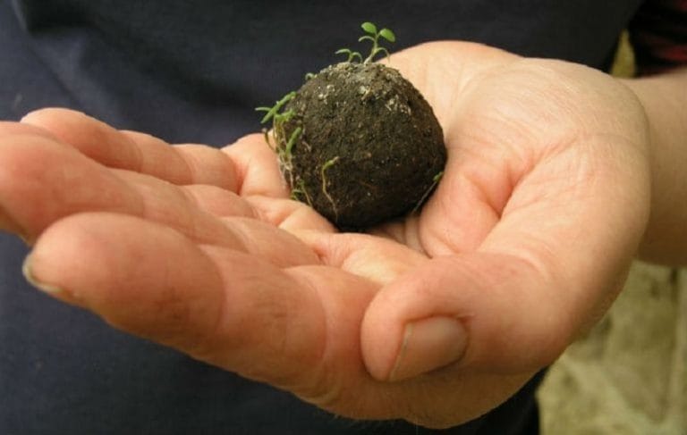 Guardaparques cordobeses preparan “bombas de semillas” para la reforestación de las sierras