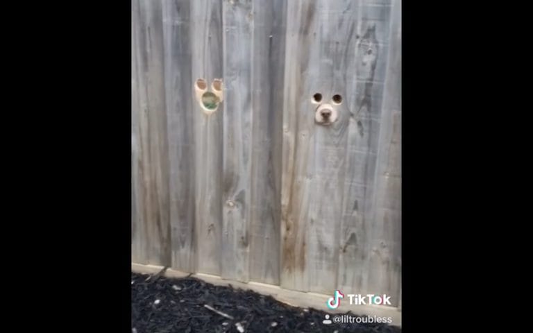 La dueña de dos perros hace agujeros en una pared para que sus labradores puedan verla pasar