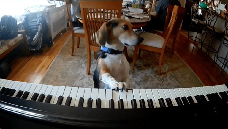 El video del perro artista: toca el piano y canta cuando se queda solo en la casa