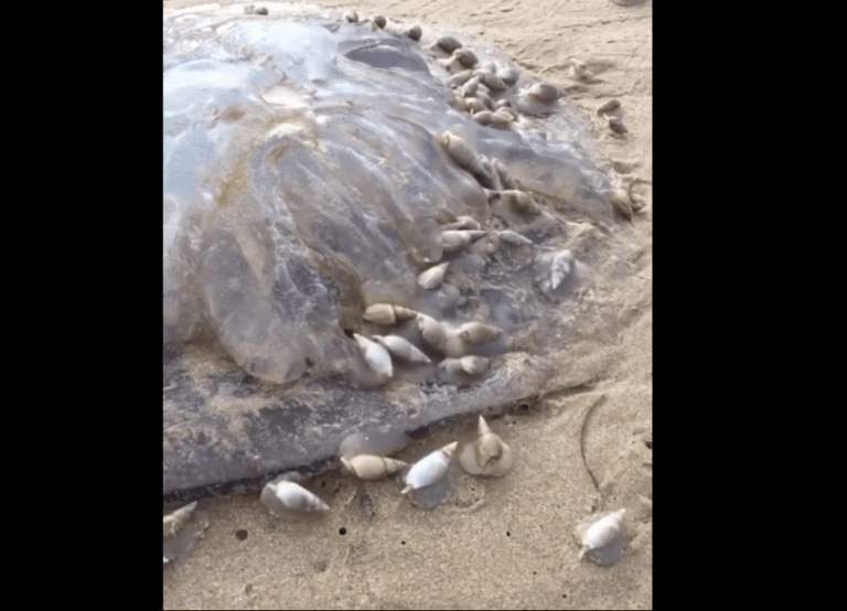 El impactante video en el que decenas de caracoles se comen a una medusa gigante