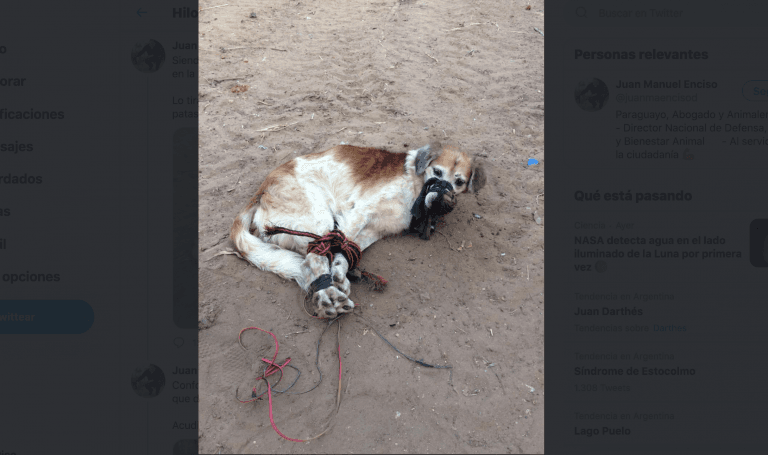 Indignación en Paraguay: encontraron a un perro maniatado y amordazado con cables y sogas en un baldío