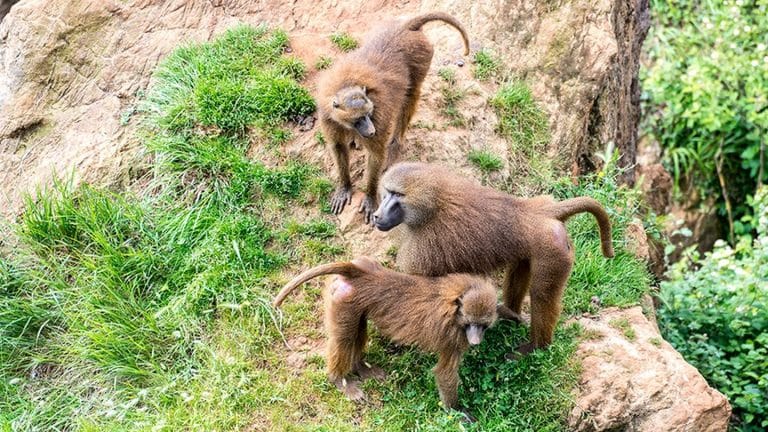 Inglaterra: pánico por una manada de monos sueltos y armados con cuchillos que destrozaron un auto