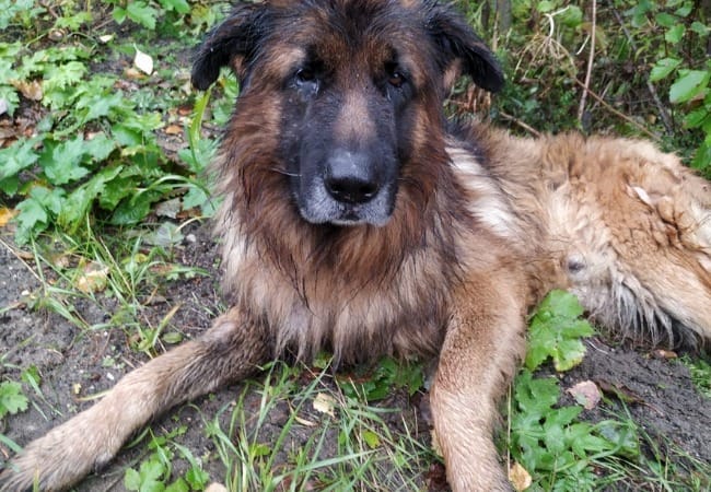 Rusia: lo sacrificaron, sobrevivió, escapó de su tumba y fue a buscar a los dueños