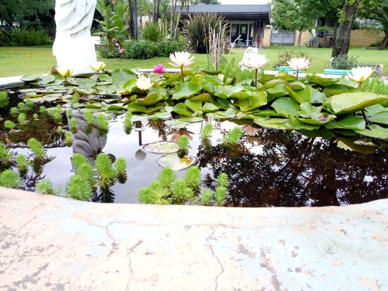 Para los amantes del Jardín: Mirá cuáles son las tareas para el mes de octubre