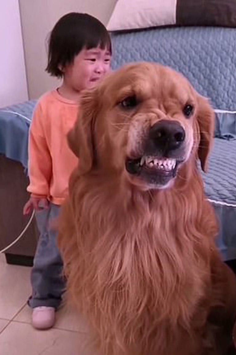 China: el video de la fiel mascota que defendió a una niña de la furia de su madre por una travesura