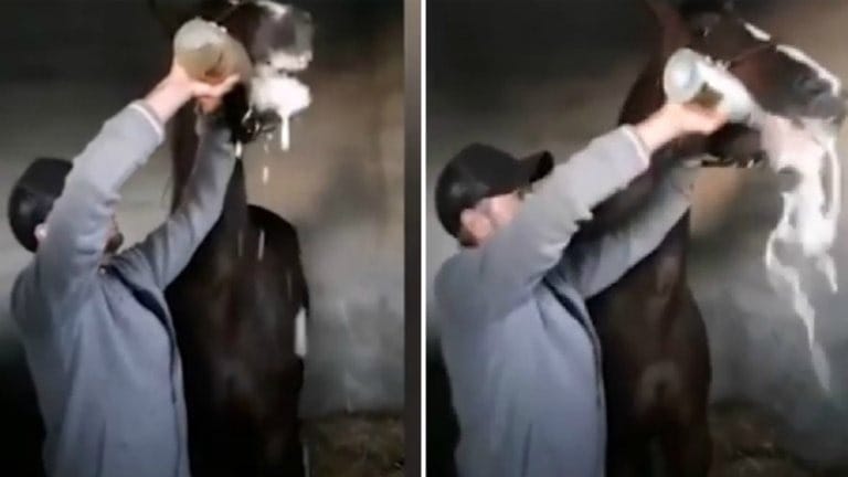 Polémica e indignación en España por el jinete que obligó a tomar champagne a su caballo tras ganar una carrera