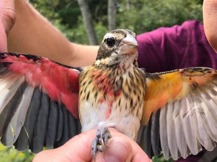 Encontraron un pájaro único: en su mitad derecha es macho y en la izquierda es hembra