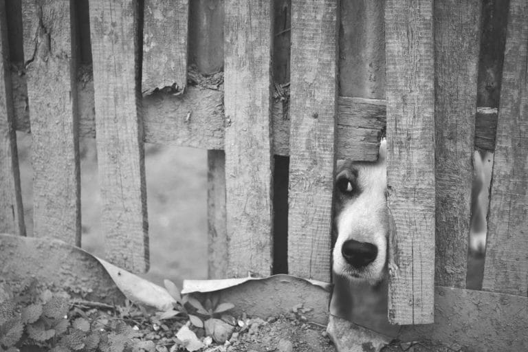 Proyecto de Ley en Diputados busca que se enseñe derechos animales en las escuelas