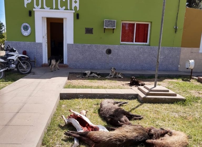 La policía interceptó una camioneta que llevaba un ciervo y tres chanchos jabalíes