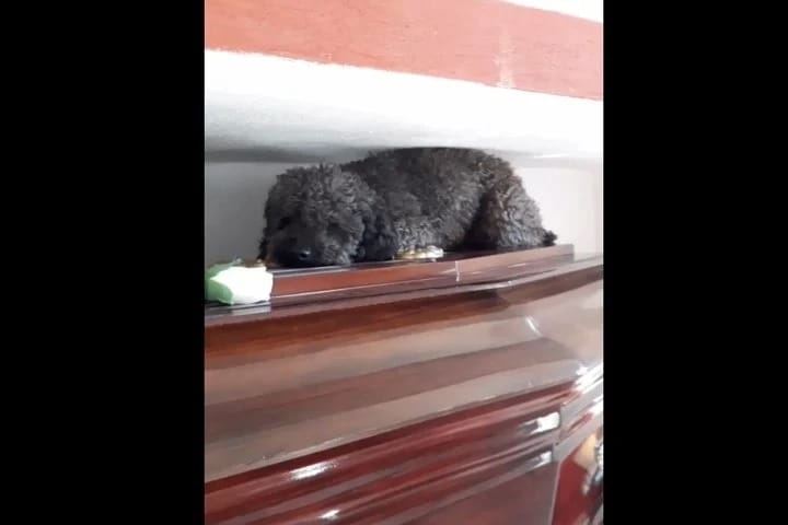 Emocionante video: Benito, el perro que no olvidó a su dueña