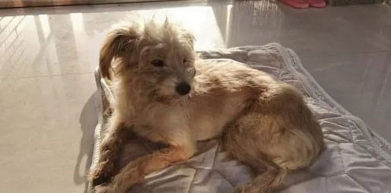 China: la historia de Dou Dou, el perro que caminó 26 días para regresar a su hogar