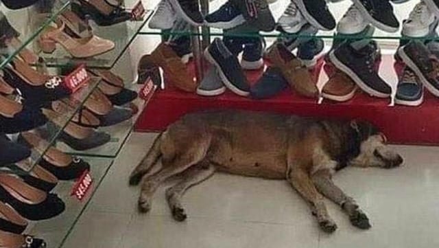 El dueño de una zapatería le dio refugio a un perro callejero, a pesar de las quejas de las clientas