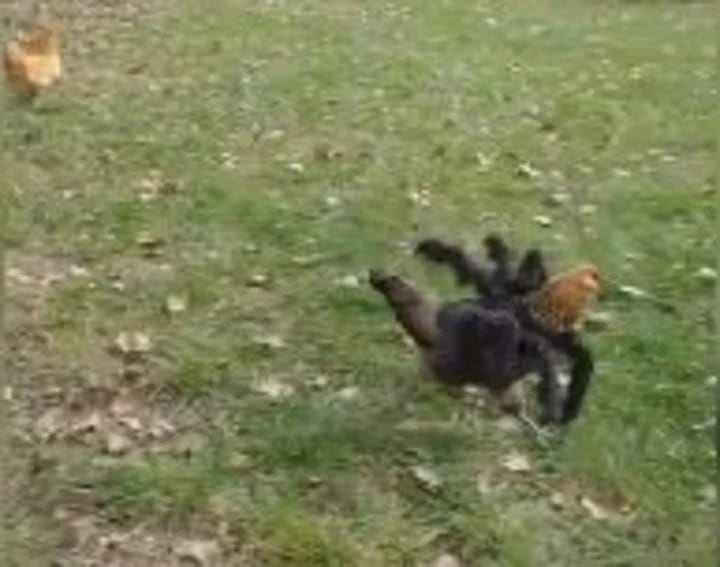 Video: disfrazó a su gallina como una araña gigante para Halloween y hubo pánico en la granja