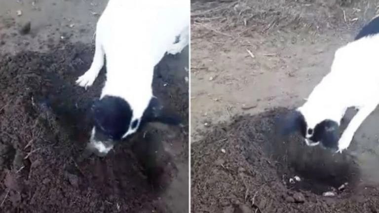 Isla filipina de Luzón: Conmovedor, perrita cava tumba para su cachorro recién fallecido