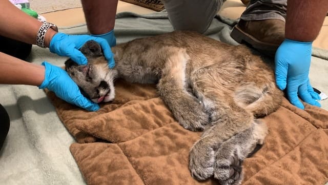 En California: una cachorra puma fue abandonada, la rescataron y volvió a rugir