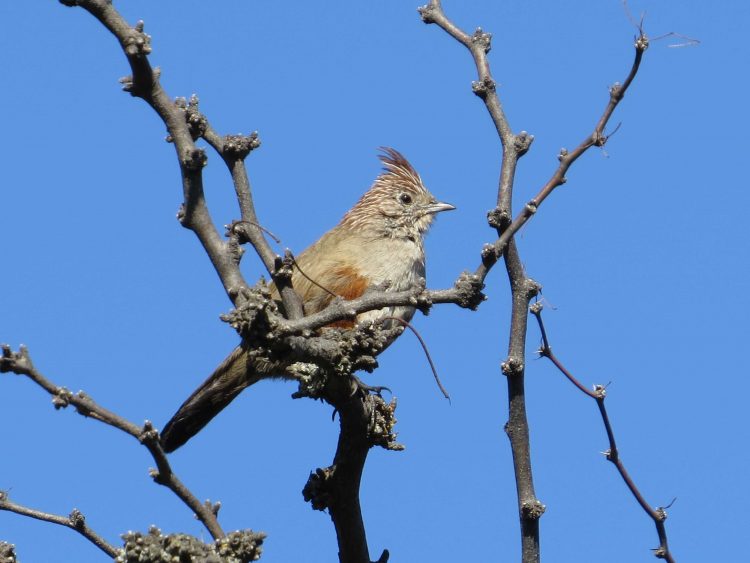 Día Nacional del Ave: Destacan al “gallito copetón” del Parque Lihué Calel como una de las aves emblemáticas del país