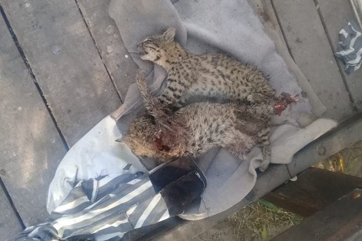 Indignante: En Santiago del Estero quemaron una reserva ecológica y degollaron a dos gatos monteses por “venganza”