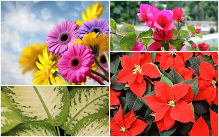 Para los amantes del Jardín: Si te regalaron esta planta mirá cómo tenés que cuidarla
