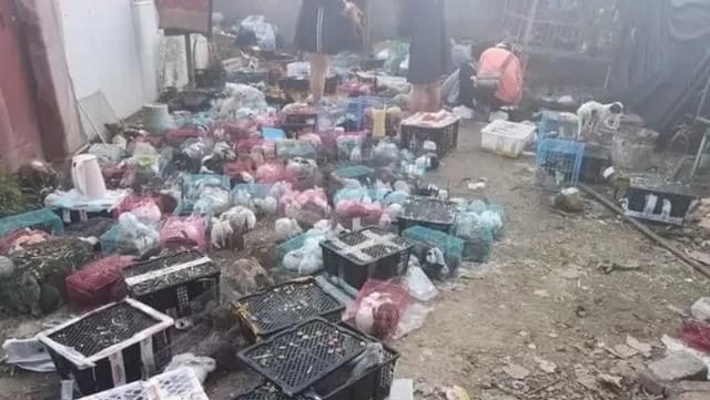 Horror en China: encuentran muertos a 5.000 perros y gatos