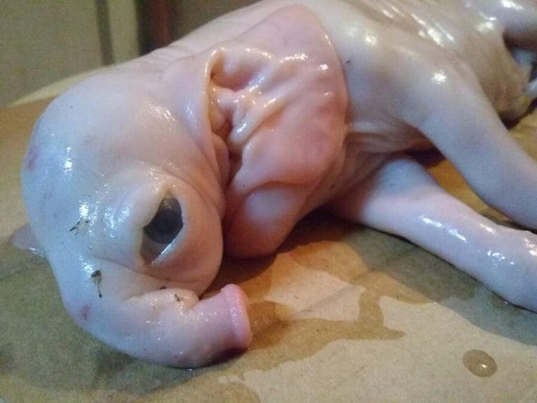 Gran sorpresa en Del Campillo, nació un chancho “elefante”