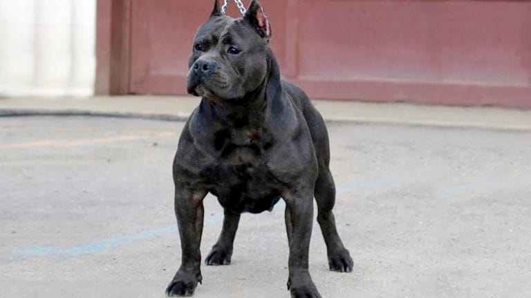 Brutal ataque de un pitbull a una mujer de 80 años en Salta: Sufrió quebraduras y su rostro quedó desfigurado