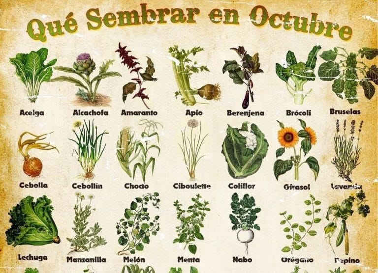 Atención: mirá lo que podemos sembrar en la huerta en este mes de Octubre