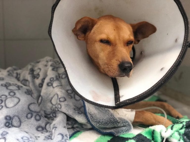Colombia: la indignante historia de Aquiles, el perro que murió tras ser abusado sexualmente