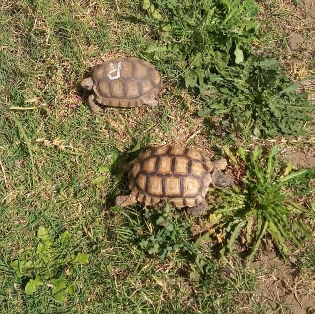 Cuatro tortugas fueron recuperadas de la tenencia ilegal por ser especies nativas y posteriormente liberadas en las reservas de Casa de Piedra y Pichi Mahuida